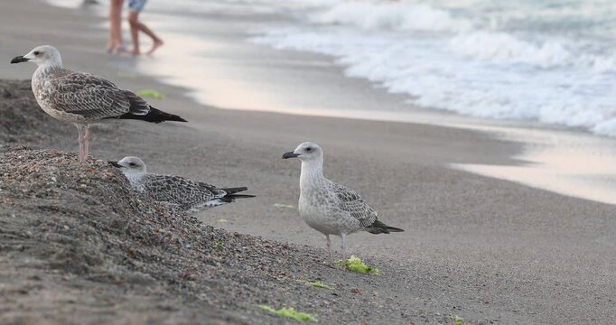 4K movie with a Great Black-backed Gull (Larus marinus),juvenil, sits on the edge of a wild beach and looks for food during sunset.