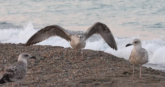 4K movie with a Great Black-backed Gull (Larus marinus),juvenil, sits on the edge of a wild beach and looks for food during sunset.