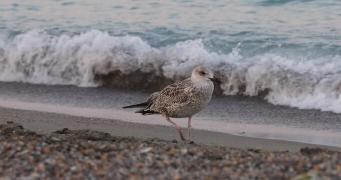 4K movie with a Great Black-backed Gull (Larus marinus),juvenil, sits on the edge of a wild beach and looks for food during sunset.