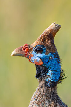 Helmeted Guinea Fowl
