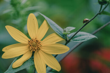 Fototapeta premium filter on yellow flower and ladybug