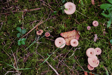 wild mushrooms on moss background © P Wood