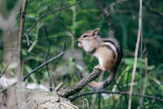 cute chipmunk on branch munching