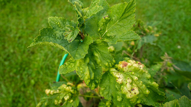 Macro green currant leaves severely damaged by gall aphid pest. Infested Ribes bush plant with blister galls in summer garden. Plant pathology, crop protection and agriculture concept. Real 4K video