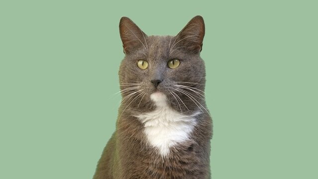 Cute grey cat looking away on mute green background. Isolated domestic shorthair feline pet portrait, asset for editing, graphic design theme. Funny Cat Memes and Social Media Advertising. Banner