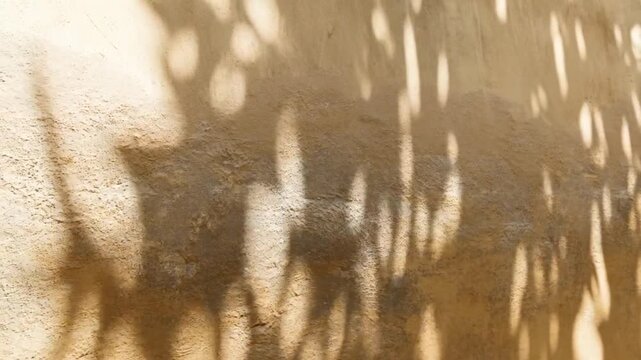 Bamboo Plant Shadows Flowing Elegantly Across Textured Wall Under Gentle Morning Sunlight