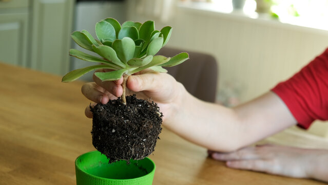 Close up of child hands repotting green echeveria succulent plant at home. Kid transplanting indoor flower, holding root system with soil above small pot. Home gardening and eco education concept.