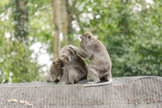 Langschwanzmakaken (Macaca fascicularis) auf Bali. Ein Baby wird ges&auml;ugt, w&auml;hrend sich die Mutter lausen l&auml;sst. Long-tailed macaques. A baby is being nursed while its mother has her fur picked for lic