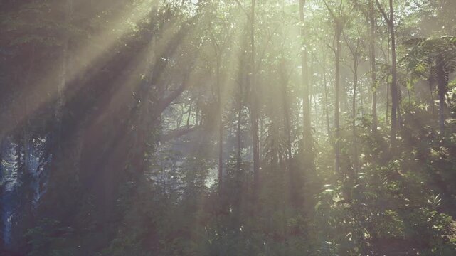 Dynamic sunrays in thailand jungle understory, highcontrast beams creating dramatic depth and rich greens, energetic mood suited to trekking and outdoor