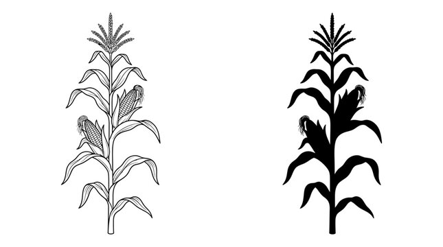 Detailed black and white illustrations showing corn stalks in both linear outline and silhouette graphic styles