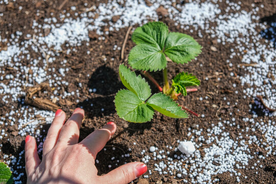 Top view of young green strawberry plant in dark soil with white mineral fertilizer granules around it. Seasonal autumn farm work for garden soil care and organic crop nourishment before winter.