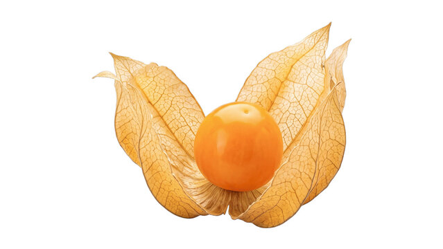 Fresh Physalis Goldenberry in Open Papery Husk Isolated on Transparent Background