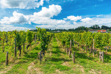 Fototapeta premium Green vineyard rows in Saint Emilion, Bordeaux wine region, France, under bright blue sky. Viticulture landscape representing French winemaking, agriculture, wine tourism and rural economy