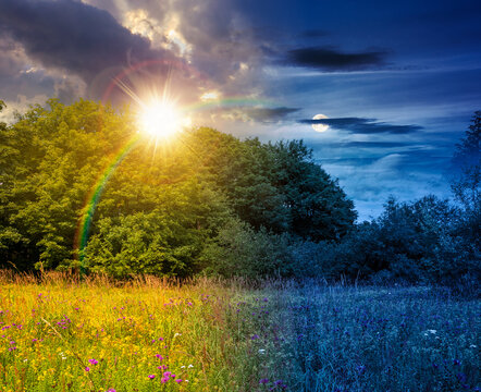 deciduous beech forest near meadow under dramatic sky. nature scenery with tall grass near forest at twilight. carpathian beech forest of ukraine. wild field with grass and herbs. summer solstice