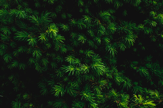 Dense evergreen pine tree branches with sharp needles fill the frame. The image represents natural organic background winter forest texture and environmental freshness.