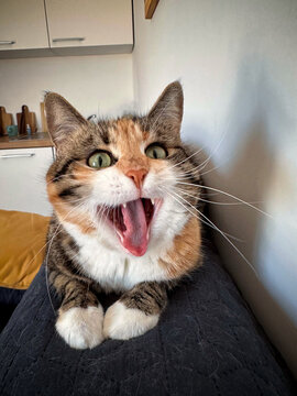 Funny Calico Cat Yawning with Mouth Wide Open