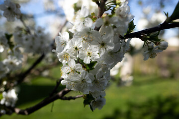 White cherry flowers bloom on a tree branch in a sunny garden. Spring nature growth concept represents seasonal blooming and fresh orchard atmosphere. © Tetiana