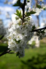 Fotobehang Kersenbloesem White cherry blossom flowers grow on tree branch against blue sky in orchard. Blooming garden scene embodies spring awakening and natural beauty.  © Tetiana