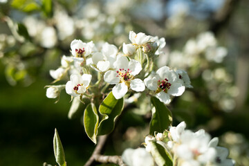 Fototapeta premium Close up of white pear tree flowers blooming on branches with green leaves in spring garden sunlight. Beautiful flowering fruit tree capturing vitality freshness and seasonal growth concept.