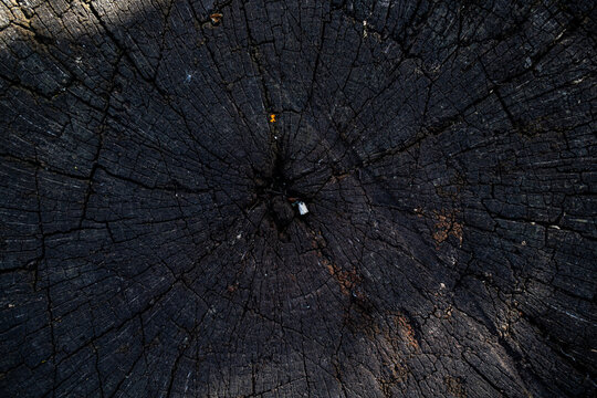 Dark charred tree stump surface with deep radial cracks shows burnt wood structure. Blackened timber texture represents consequences of forest fire and destruction.