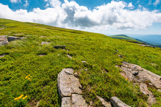 carpathian mountain landscape in summer. nice view of a grassy alpine meadow. rock and yellow herbs on the hill. sunny mountain weather with fluffy clouds on the sky