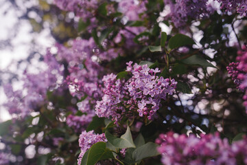 Obraz premium Blooming purple lilac flowers grow on green bush branches outdoors. Vibrant spring floral details evoke natural freshness and seasonal renewal.