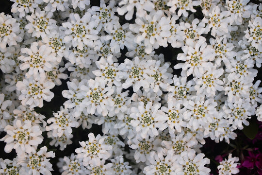 Dense small white candytuft flowers bloom in spring garden top view. This floral groundcover texture represents natural growth spring bloom concept.