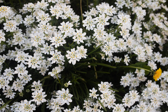 Small white candytuft flowers bloom densely in a spring garden bed. Vibrant floral carpet creates a fresh natural background and romantic mood.