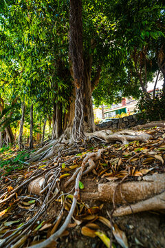 Ancient banyan tree roots spread across the ground in Puerto de la Cruz, Tenerife