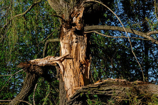 Broken old tree trunk stands among green foliage in a forest. Natural storm damage represents force of nature and environmental decay.