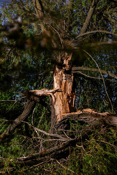A broken tree trunk stands among green foliage with damaged branches exposed. This image represents natural disaster damage severe weather impact and forest decay.