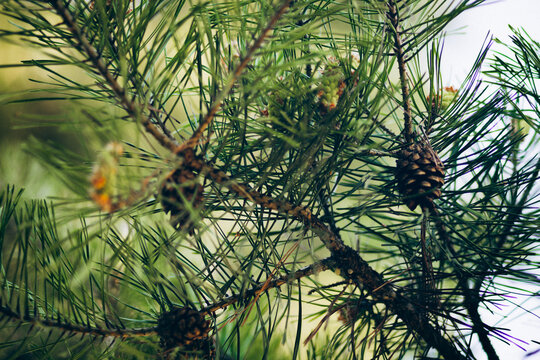 Close up view of pine tree branch with green needles and small pine cone. Organic evergreen foliage symbolises natural tranquility and forest ecology.