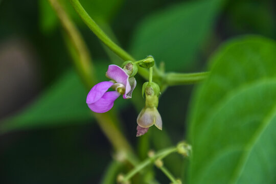 Beans flowers is garden.fresh still to pick beans hanging on a bean plant.Organic Garden Fresh Italian Green Beans.Young bean plant with flowers in the garden. Green beans grow in the vegetable garden