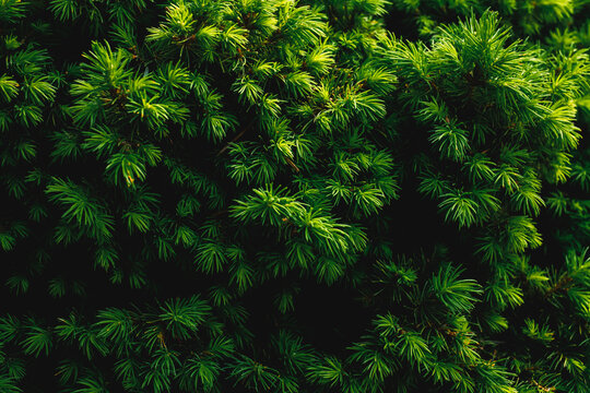 Green conifer branches cover the frame forming a dense foliage surface. This natural botanical background represents environmental vitality organic structure and evergreen nature.