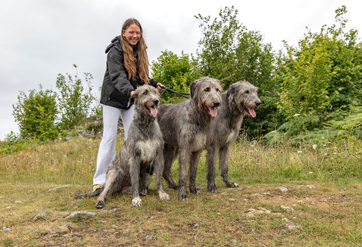 Woman Walking Three Irish Wolfhounds on Grassy Hillside in the Burren National Park, County Clare, Ireland