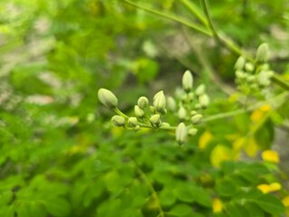 Fototapeta premium Moringa Flowers (Moringa oleifera) – Fragrant White Blossoms
