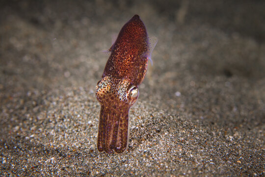 Bobtail squid from the Mediterranean Sea