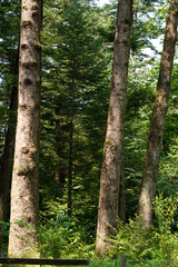 Fototapeta premium The tranquil morning sunlight in a fir forest