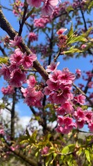 pink cherry blossom © absolutelygamgam