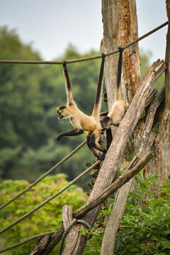 A spider monkey climbing on wooden structures and ropes, showing its agility and long tail. The moment captures natural animal behavior in an outdoor environment.	
