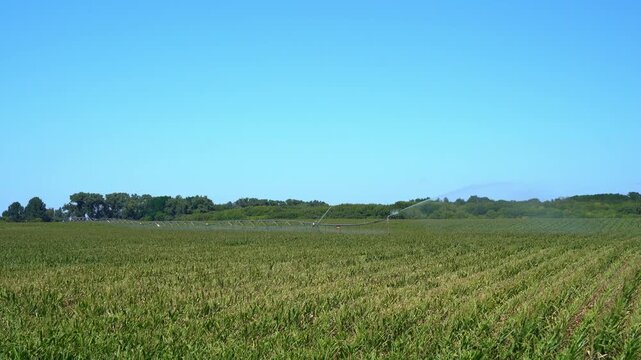 Center pivot irrigation system watering a green corn field in summer