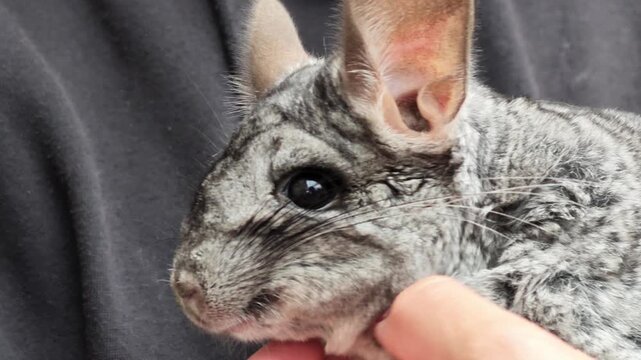a serene and gentle moment of a chinchilla being held and petted by a person in a calm indoor environment, with a dark background and fabric backdrop, highlighting the chinchilla's fur.