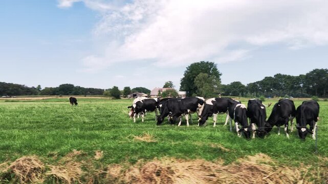 Cows grazing in a green Dutch summer meadow
