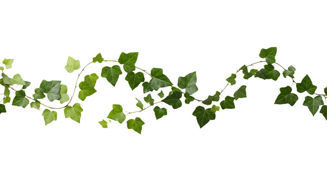 Trailing green ivy vine cutout with glossy leaves, isolated transparent PNG for botanical borders, natural frames, garden design and foliage decor