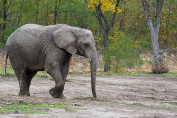 Elephant in a clearing © Janusz