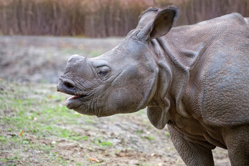 Rhinoceros a closeup portrait © Janusz