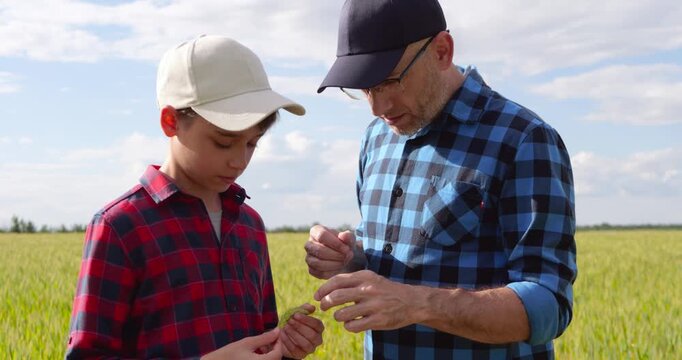 Father and son inspect wheat crop together in golden field while sharing farming knowledge. Family farming symbolizes agricultural education, harvest monitoring, and the future generation of farmers.