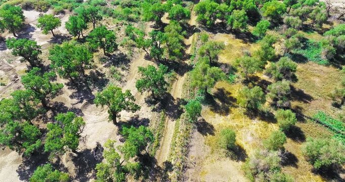 Overhead view of arid woodland with scattered green tree canopy, dirt track, grass, and sandy soil, supporting environmental, agricultural, and travel concepts.