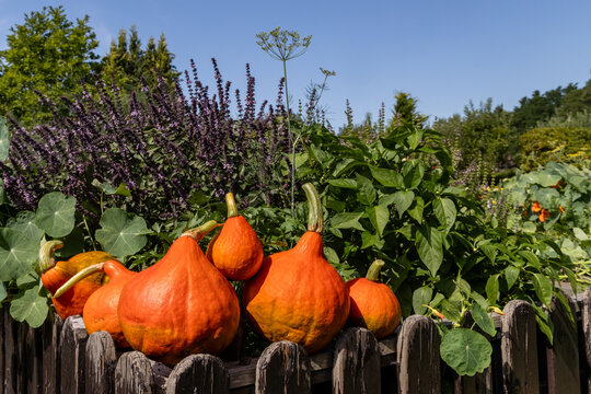 Ernte auf dem Hochbeet
