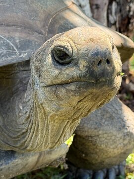 Close-up portrait of a giant land tortoise &mdash; textured skin, vertical